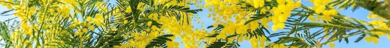 Chambre Mimosa, Mandelieu Capitale du Mimosa